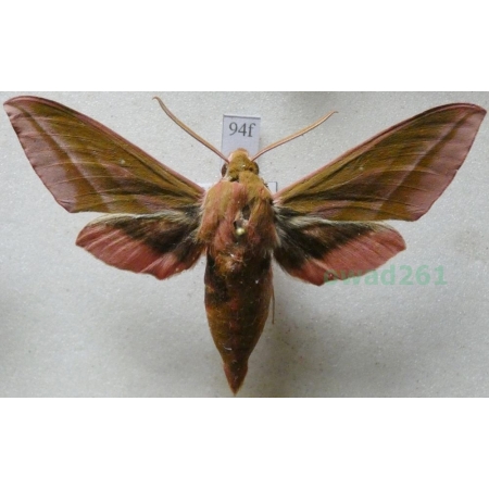 Deilephila elpenor (Linnaeus, 1758) Zmrocznik gładysz Czech94f